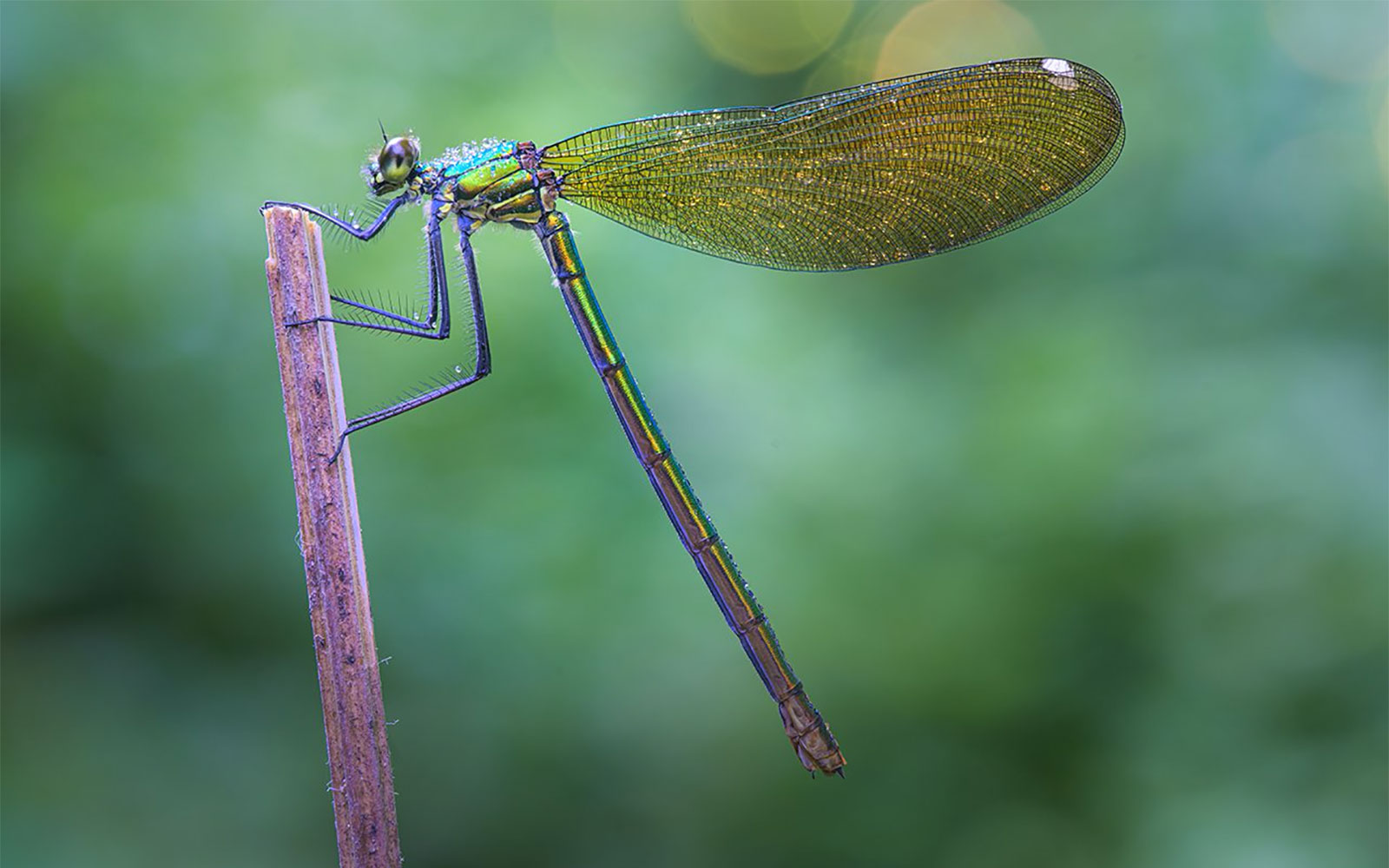 Laowa-90mm-F2-8-2X-Ultra-Macro-Sample-Alberto-Ghizzi-Panizza